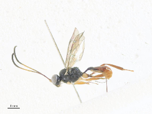  ( - CBG-A38414-G01)  @11 [ ] CreativeCommons - Attribution Share - Alike (2024) CBG Photography Group Centre for Biodiversity Genomics