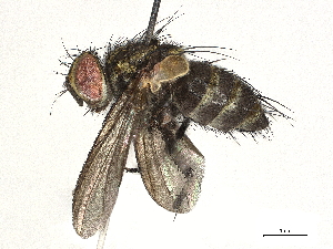  (Lixophaga Janzen8028 - CBG-A38415-F08)  @11 [ ] CreativeCommons - Attribution Share - Alike (2024) CBG Photography Group Centre for Biodiversity Genomics