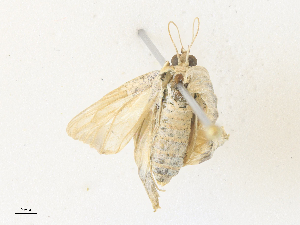  ( - CBG-A38466-B05)  @11 [ ] CreativeCommons - Attribution Share - Alike (2024) CBG Photography Group Centre for Biodiversity Genomics