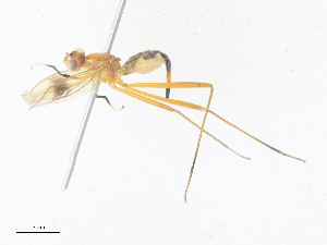  (Nudopeza glypha - CBG-A38466-D10)  @11 [ ] CreativeCommons - Attribution Share - Alike (2024) CBG Photography Group Centre for Biodiversity Genomics