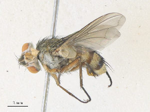  (Hyphantrophaga albopilosa - CBG-A38466-E05)  @11 [ ] CreativeCommons - Attribution Share - Alike (2024) CBG Photography Group Centre for Biodiversity Genomics