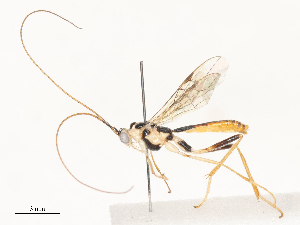  (Macrocentrus Malaise1709 - CBG-A51872-C08)  @11 [ ] CreativeCommons - Attribution Share - Alike (2024) CBG Photography Group Centre for Biodiversity Genomics