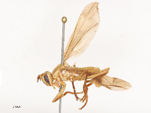  (GenusC_MCAD69 - CBG-A51872-F01)  @11 [ ] CreativeCommons - Attribution Share - Alike (2024) CBG Photography Group Centre for Biodiversity Genomics