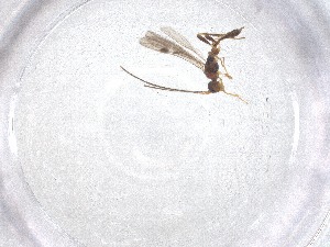  ( - CBG-A52052-C01)  @11 [ ] CreativeCommons - Attribution Share - Alike (2024) Centre for Biodiversity Genomics Centre for Biodiversity Genomics