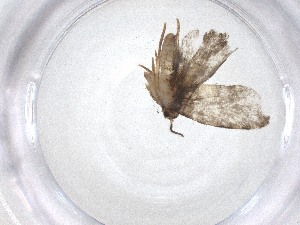  ( - CBG-A52056-C01)  @11 [ ] CreativeCommons - Attribution Share - Alike (2024) Centre for Biodiversity Genomics Centre for Biodiversity Genomics