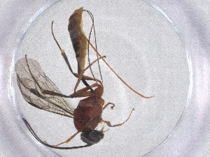  ( - CBG-A52081-E05)  @11 [ ] CreativeCommons - Attribution Share - Alike (2024) Centre for Biodiversity Genomics Centre for Biodiversity Genomics