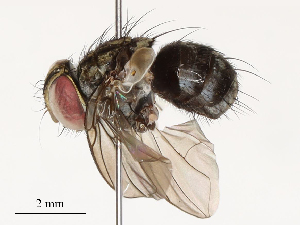  ( - CBG-A53646-A02)  @11 [ ] CreativeCommons - Attribution Share - Alike (2024) CBG Photography Group Centre for Biodiversity Genomics