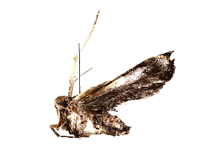  (Anacampsis Janzen9295 - BIOUG62727-F09)  @11 [ ] CreativeCommons - Attribution (2022) CBG Photography Group Centre for Biodiversity Genomics