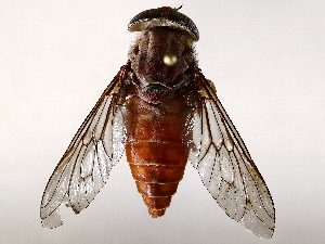  ( - BIOUG64401-A02)  @11 [ ] CreativeCommons - Attribution (2021) CBG Photography Group Centre for Biodiversity Genomics