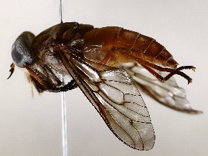  ( - BIOUG64401-A05)  @11 [ ] CreativeCommons - Attribution (2021) CBG Photography Group Centre for Biodiversity Genomics