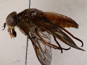  ( - BIOUG64403-B03)  @11 [ ] CreativeCommons - Attribution (2021) CBG Photography Group Centre for Biodiversity Genomics