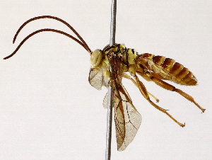  ( - BIOUG64404-A01)  @11 [ ] CreativeCommons - Attribution (2022) CBG Photography Group Centre for Biodiversity Genomics