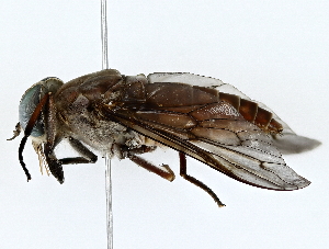  ( - BIOUG64415-D05)  @11 [ ] CreativeCommons - Attribution (2022) CBG Photography Group Centre for Biodiversity Genomics