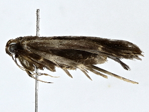  ( - BIOUG64419-G12)  @11 [ ] CreativeCommons - Attribution (2022) CBG Photography Group Centre for Biodiversity Genomics