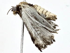  (Ostha Malaise9238 - BIOUG64420-A03)  @11 [ ] CreativeCommons - Attribution (2022) CBG Photography Group Centre for Biodiversity Genomics