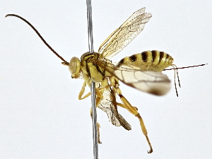  ( - BIOUG64421-A09)  @11 [ ] CreativeCommons - Attribution (2022) CBG Photography Group Centre for Biodiversity Genomics