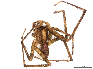  (Acanthoctenus manauara - BIOUG64422-H10)  @11 [ ] CreativeCommons - Attribution (2022) CBG Photography Group Centre for Biodiversity Genomics
