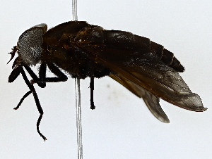  ( - BIOUG64423-A07)  @11 [ ] CreativeCommons - Attribution (2022) CBG Photography Group Centre for Biodiversity Genomics