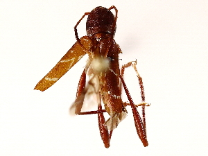  ( - BIOUG71256-H03)  @11 [ ] CreativeCommons - Attribution (2021) CBG Photography Group Centre for Biodiversity Genomics