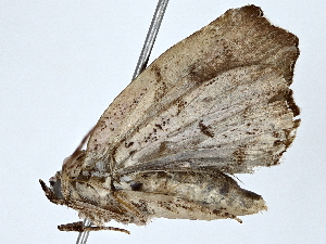  ( - BIOUG73624-F11)  @11 [ ] CreativeCommons - Attribution (2022) CBG Photography Group Centre for Biodiversity Genomics