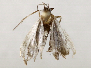  (Plynteria Malaise7034 - BIOUG73644-A02)  @11 [ ] CreativeCommons - Attribution (2021) CBG Photography Group Centre for Biodiversity Genomics