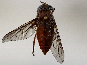  ( - BIOUG73644-H08)  @11 [ ] CreativeCommons - Attribution (2021) CBG Photography Group Centre for Biodiversity Genomics