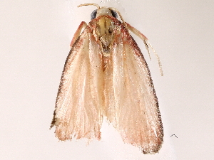  (depMalaise01 Malaise9649 - BIOUG73647-A11)  @11 [ ] CreativeCommons - Attribution (2021) CBG Photography Group Centre for Biodiversity Genomics