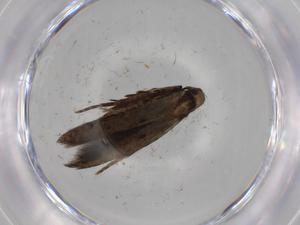  ( - BIOUG75398-G06)  @11 [ ] CreativeCommons - Attribution (2022) Centre for Biodiversity Genomics Centre for Biodiversity Genomics