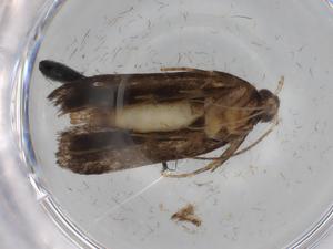  ( - BIOUG75398-G12)  @11 [ ] CreativeCommons - Attribution (2022) Centre for Biodiversity Genomics Centre for Biodiversity Genomics