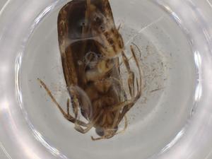  ( - BIOUG75399-B04)  @11 [ ] CreativeCommons - Attribution (2022) Centre for Biodiversity Genomics Centre for Biodiversity Genomics