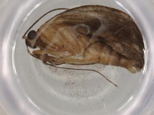  ( - BIOUG75399-B10)  @11 [ ] CreativeCommons - Attribution (2022) Centre for Biodiversity Genomics Centre for Biodiversity Genomics