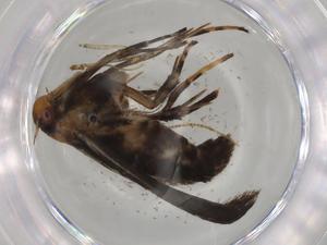  ( - BIOUG75399-D09)  @11 [ ] CreativeCommons - Attribution (2022) Centre for Biodiversity Genomics Centre for Biodiversity Genomics