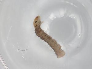  ( - BIOUG76229-H08)  @11 [ ] CreativeCommons - Attribution (2022) Centre for Biodiversity Genomics Centre for Biodiversity Genomics