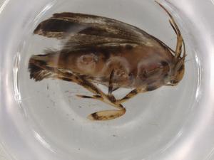  ( - BIOUG76233-G07)  @11 [ ] CreativeCommons - Attribution (2022) Centre for Biodiversity Genomics Centre for Biodiversity Genomics