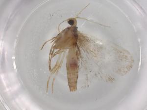  ( - BIOUG76234-B01)  @11 [ ] CreativeCommons - Attribution (2022) Centre for Biodiversity Genomics Centre for Biodiversity Genomics