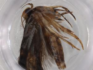  ( - BIOUG76234-C02)  @11 [ ] CreativeCommons - Attribution (2022) Centre for Biodiversity Genomics Centre for Biodiversity Genomics