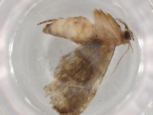  (Hypenodes Malaise9848 - BIOUG76237-C08)  @11 [ ] CreativeCommons - Attribution (2022) Centre for Biodiversity Genomics Centre for Biodiversity Genomics