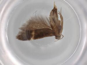  (gelMalaise01 Malaise9591 - BIOUG76242-A05)  @11 [ ] CreativeCommons - Attribution (2022) Centre for Biodiversity Genomics Centre for Biodiversity Genomics