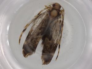  (gelMalaise01 Malaise8536 - BIOUG76310-A02)  @11 [ ] CreativeCommons - Attribution (2022) Centre for Biodiversity Genomics Centre for Biodiversity Genomics