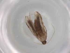  ( - BIOUG76310-A05)  @11 [ ] CreativeCommons - Attribution (2022) Centre for Biodiversity Genomics Centre for Biodiversity Genomics