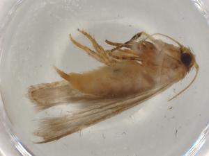  (Blastobasis Malaise6821 - BIOUG76326-D10)  @11 [ ] CreativeCommons - Attribution (2022) Centre for Biodiversity Genomics Centre for Biodiversity Genomics