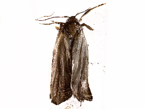  (depMalaise01 Malaise8410 - BIOUG76501-A05)  @11 [ ] CreativeCommons - Attribution (2021) CBG Photography Group Centre for Biodiversity Genomics