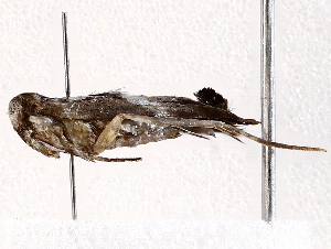  (gelMalaise01 Malaise0602 - BIOUG76501-B01)  @11 [ ] CreativeCommons - Attribution (2021) CBG Photography Group Centre for Biodiversity Genomics