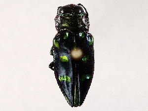  ( - BIOUG76501-C09)  @13 [ ] CreativeCommons - Attribution (2021) CBG Photography Group Centre for Biodiversity Genomics