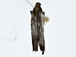  ( - BIOUG76541-E11)  @11 [ ] CreativeCommons - Attribution (2022) CBG Photography Group Centre for Biodiversity Genomics