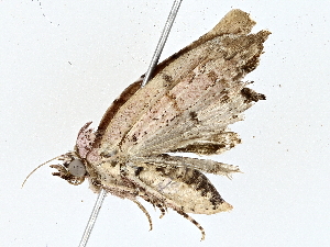  ( - BIOUG76557-F05)  @11 [ ] CreativeCommons - Attribution (2022) CBG Photography Group Centre for Biodiversity Genomics