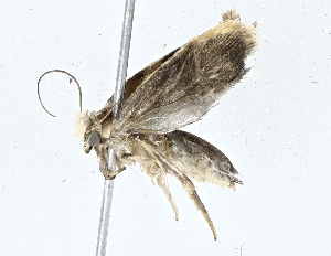  ( - BIOUG76558-F10)  @13 [ ] CreativeCommons - Attribution (2022) CBG Photography Group Centre for Biodiversity Genomics