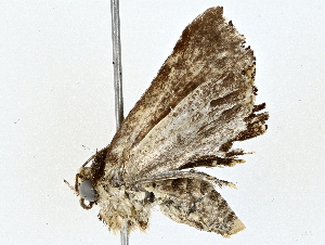  ( - BIOUG76559-C02)  @11 [ ] CreativeCommons - Attribution (2022) CBG Photography Group Centre for Biodiversity Genomics