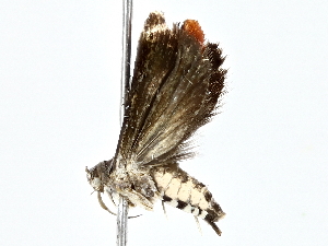  (gelMalaise01 Malaise7849 - BIOUG76562-A05)  @11 [ ] CreativeCommons - Attribution (2022) CBG Photography Group Centre for Biodiversity Genomics