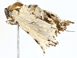  ( - BIOUG76562-C03)  @11 [ ] CreativeCommons - Attribution (2022) CBG Photography Group Centre for Biodiversity Genomics